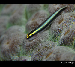 Sharknose Goby resting on the coral waiting for a custome... by Brian Mayes 